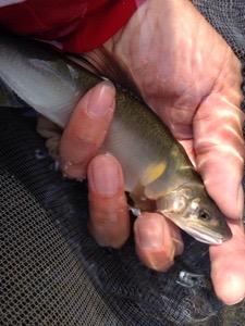 20150604-224404.jpg