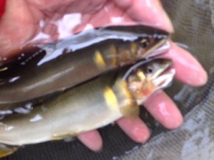 20150604-230824.jpg