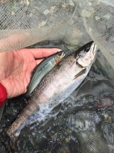20150618-205136.jpg